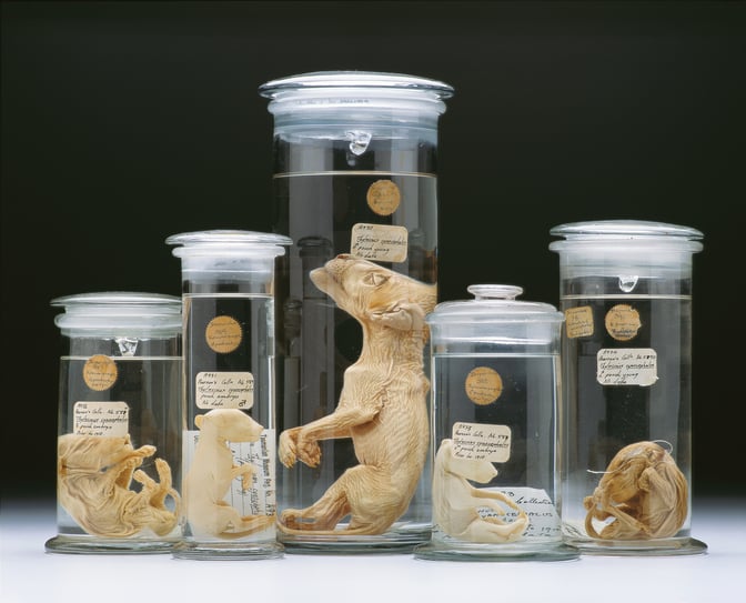 Thylacine-young-specimens-2