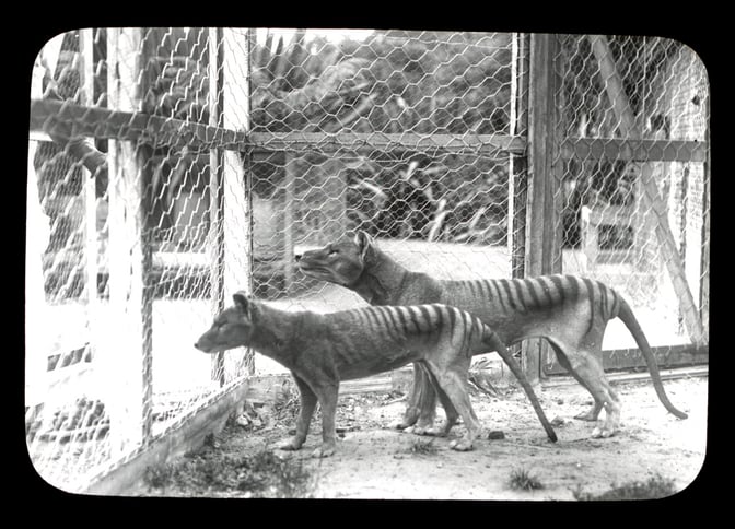Two-thylacines